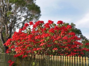 Ponsietta Tree