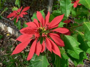 Red Ponsietta Flower